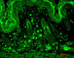 Invitrogen PSD-95 Monoclonal Antibody (7E3), PerCP 100 &mu;g; PerCP:Antibodies,
