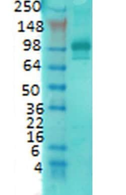 Invitrogen PSD-95 Monoclonal Antibody (7E3), PerCP 100 &mu;g; PerCP:Antibodies,