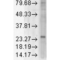 Invitrogen KDELR1 Monoclonal Antibody (KR-10), PerCP 100 &mu;g; PerCP:Antibodies,