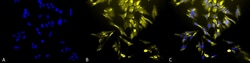 Invitrogen HO-1 Monoclonal Antibody (1F12-A6), APC 100 &mu;g; APC:Antibodies,