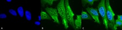 Invitrogen HO-1 Monoclonal Antibody (1F12-A6), APC 100 &mu;g; APC:Antibodies,