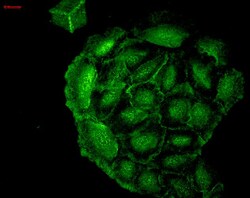Invitrogen HO-1 Monoclonal Antibody (1F12-A6), FITC 100 &mu;g; FITC:Antibodies,