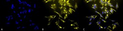Invitrogen HO-1 Monoclonal Antibody (1F12-A6), FITC 100 &mu;g; FITC:Antibodies,