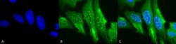 Invitrogen HO-1 Monoclonal Antibody (1F12-A6), FITC 100 &mu;g; FITC:Antibodies,