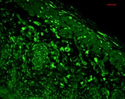 Invitrogen HO-1 Monoclonal Antibody (1F12-A6), FITC 100 &mu;g; FITC:Antibodies,