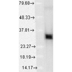 Invitrogen HO-1 Monoclonal Antibody (1F12-A6), FITC 100 &mu;g; FITC:Antibodies,