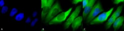 Invitrogen HSP90 alpha/beta Monoclonal Antibody (Hyb-K41220A), FITC 100