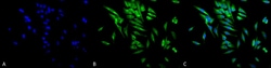 Invitrogen HSP90 alpha/beta Monoclonal Antibody (Hyb-K41220A), FITC 100