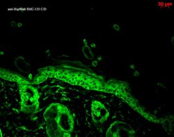 Invitrogen HSP90 alpha/beta Monoclonal Antibody (Hyb-K41220A), FITC 100