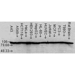 Invitrogen HSP90 alpha/beta Monoclonal Antibody (Hyb-K41220A), FITC 100