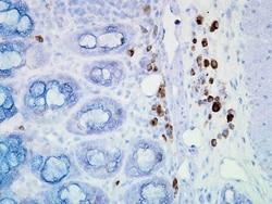 Invitrogen HSP90 Monoclonal Antibody (D7A), APC 100 &mu;g; APC:Antibodies,
