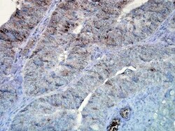 Invitrogen HSP90 Monoclonal Antibody (D7A), APC 100 &mu;g; APC:Antibodies,