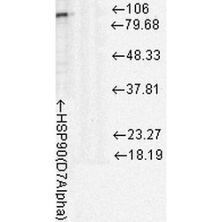 Invitrogen HSP90 Monoclonal Antibody (D7A), APC 100 &mu;g; APC:Antibodies,
