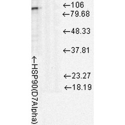 Invitrogen HSP90 Monoclonal Antibody (D7A), FITC 100 &mu;g; FITC:Antibodies,