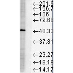 Invitrogen FKBP5 Monoclonal Antibody (Hi51B), FITC 100 &mu;g; FITC:Antibodies,