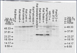 Invitrogen FKBP4 Monoclonal Antibody (Hi52C), APC 100 &mu;g; APC:Antibodies,