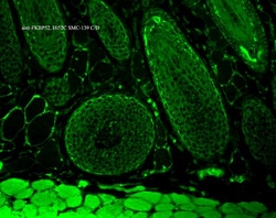 Invitrogen FKBP4 Monoclonal Antibody (Hi52C), FITC 100 &mu;g; FITC:Antibodies,