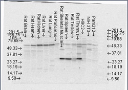 Invitrogen FKBP4 Monoclonal Antibody (Hi52C), FITC 100 &mu;g; FITC:Antibodies,