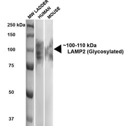Invitrogen CD107b (LAMP-2) Monoclonal Antibody (GL2A7), PerCP 100 &mu;g | Buy Online | Invitrogen&trade; | Fisher Scientific
