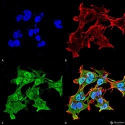 Invitrogen Alpha A Crystallin Monoclonal Antibody (1H3.B8), APC 200 &mu;g;