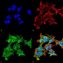 Invitrogen Alpha A Crystallin Monoclonal Antibody (1H3.B8), PE 200 &mu;g;