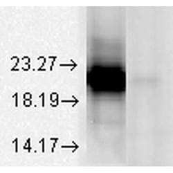 Invitrogen Alpha A Crystallin Monoclonal Antibody (1H3.B8), PE 200 &mu;g;