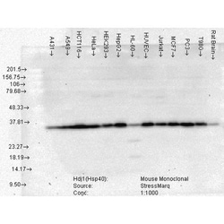 Invitrogen HSP40 Monoclonal Antibody (3B9.E6), PerCP 100 &mu;g; PerCP:Antibodies,