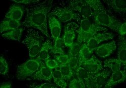 Invitrogen HSP90 alpha Monoclonal Antibody (2G5.G3), FITC 200 &mu;g; FITC:Antibodies,