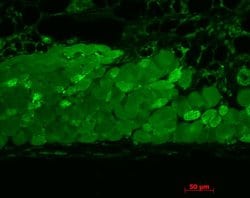 Invitrogen HSP90 Monoclonal Antibody (4F3.E8), PerCP 200 &mu;g; PerCP:Antibodies,