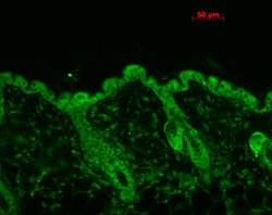 Invitrogen HSP90 Monoclonal Antibody (4F3.E8), PerCP 200 &mu;g; PerCP:Antibodies,