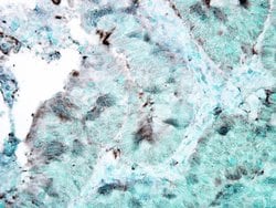 Invitrogen HSP90 Monoclonal Antibody (4F3.E8), PerCP 200 &mu;g; PerCP:Antibodies,
