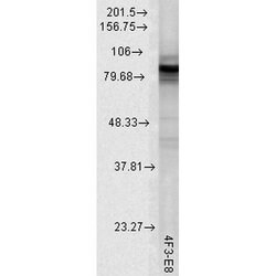 Invitrogen HSP90 Monoclonal Antibody (4F3.E8), PerCP 200 &mu;g; PerCP:Antibodies,