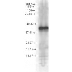 Invitrogen HSP40 Monoclonal Antibody (1G10.H8), FITC 100 &mu;g; FITC:Antibodies,
