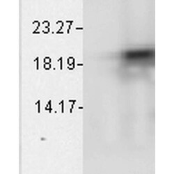 Invitrogen CRYAB Monoclonal Antibody (1A7.D5), FITC 200 &mu;g; FITC:Antibodies,