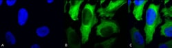 Invitrogen HSP27 Monoclonal Antibody (5D12-A12), FITC 200 &mu;g; FITC:Antibodies,