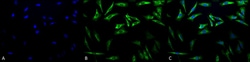 Invitrogen HSP27 Monoclonal Antibody (5D12-A12), FITC 200 &mu;g; FITC:Antibodies,