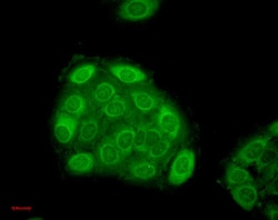 Invitrogen HSP27 Monoclonal Antibody (5D12-A12), FITC 200 &mu;g; FITC:Antibodies,