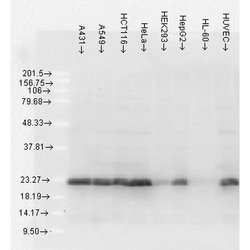 Invitrogen HSP27 Monoclonal Antibody (5D12-A12), FITC 200 &mu;g; FITC:Antibodies,