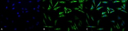 Invitrogen HSP27 Monoclonal Antibody (5D12-A12), PerCP 200 &mu;g; PerCP:Antibodies,