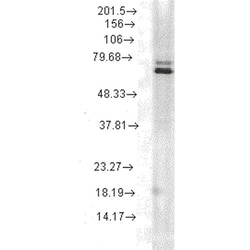 Invitrogen HSP70 Monoclonal Antibody (5A5), APC 100 &mu;g; APC:Antibodies,