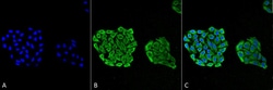 Invitrogen HSP70 Monoclonal Antibody (3A3), FITC 100 &mu;g; FITC:Antibodies,