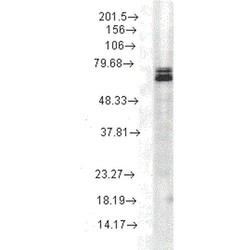 Invitrogen HSP70 Monoclonal Antibody (3A3), FITC 100 &mu;g; FITC:Antibodies,