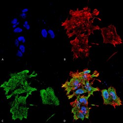 Invitrogen CRYAB Monoclonal Antibody (3A10.C9), APC 200 &mu;g; APC:Antibodies,