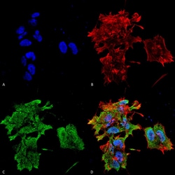 Invitrogen CRYAB Monoclonal Antibody (3A10.C9), PerCP 200 &mu;g; PerCP:Antibodies,