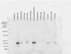 Invitrogen CRYAB Monoclonal Antibody (3A10.C9), PerCP 200 &mu;g; PerCP:Antibodies,