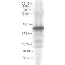 Invitrogen HSP40 Monoclonal Antibody (2A7.H6), PerCP 100 &mu;g; PerCP:Antibodies,