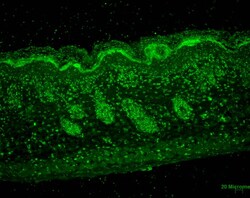 Invitrogen ERp57 Monoclonal Antibody (Map.ERp57), APC 200 &mu;g; APC:Antibodies,