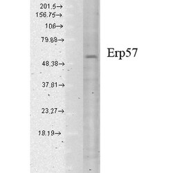 Invitrogen ERp57 Monoclonal Antibody (Map.ERp57), APC 200 &mu;g; APC:Antibodies,