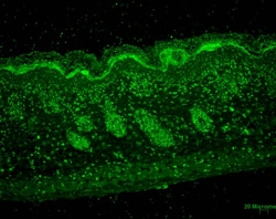 Invitrogen ERp57 Monoclonal Antibody (Map.ERp57), FITC 200 &mu;g; FITC:Antibodies,