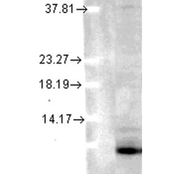Invitrogen Ubiquitin Monoclonal Antibody (6C11-B3), FITC 200 &mu;g; FITC:Antibodies,